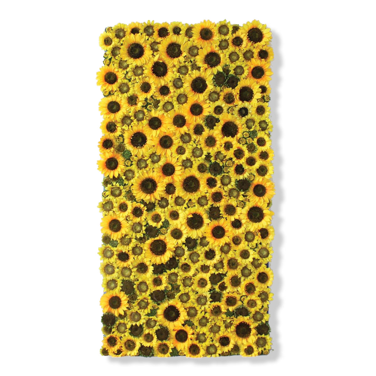 Flower Flat, with sunflowers